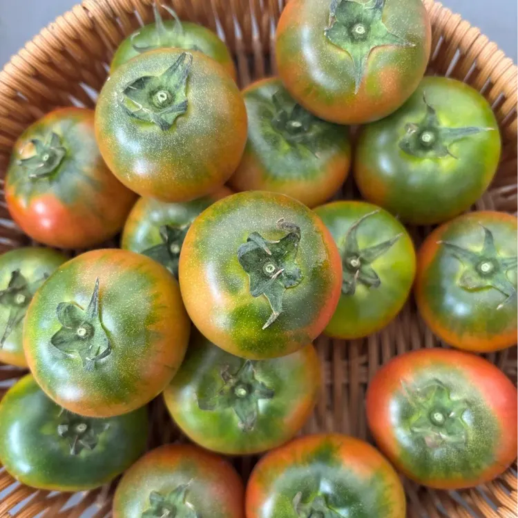 小月专属正宗盘锦碱地柿子碱地土壤种植产地直发顺丰发货老人儿童孕妇水果