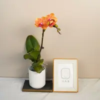 悠花里蝴蝶兰【吉利】（3.0寸）带花带花苞开花珠发货