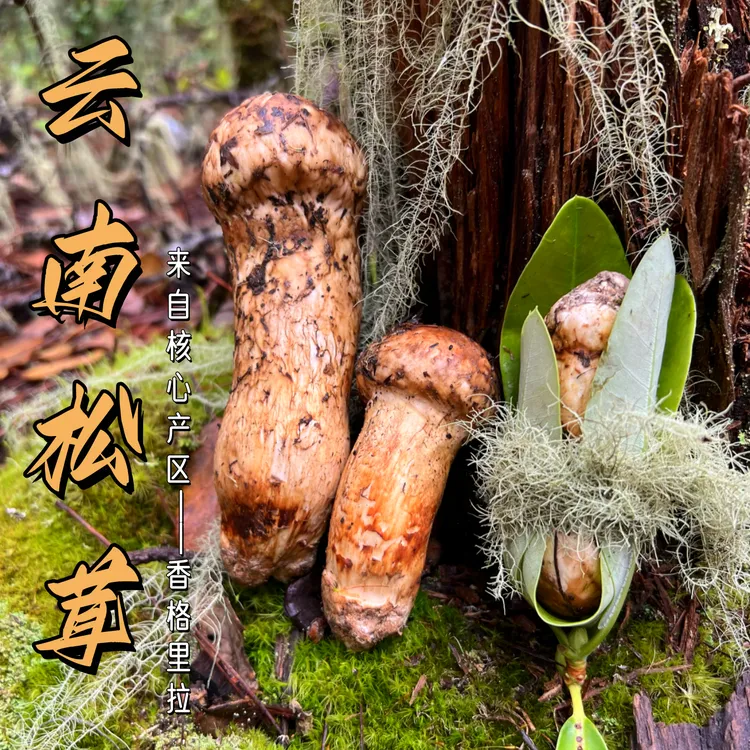 1斤云南正宗香格里拉新鲜松茸礼盒装 新鲜山上到嘴上只需48小时