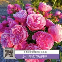 黑哥的花园粉色达芬奇爬藤月季浅粉高杯大花浓香耐晒庭院花墙造景