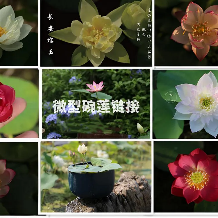 （微型碗莲合集）荷花莲花水生花卉绿植园艺庭院种藕花园包对版水培