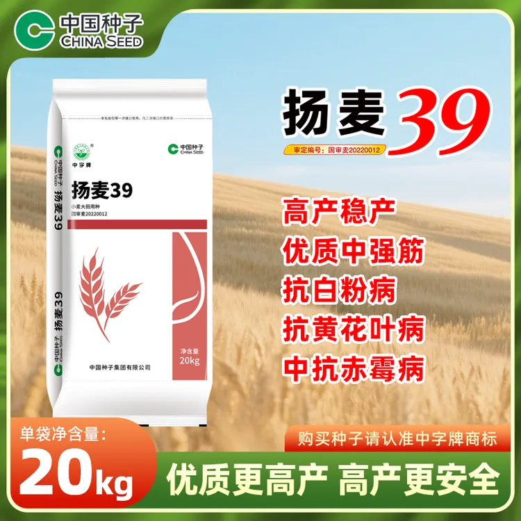 【江浙沪皖可拍】扬麦39小麦种20kg/袋 优质高产综合抗性好千粒重高