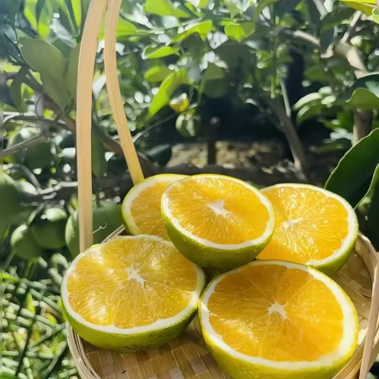云南哀牢山冰糖橙青皮水果当季新鲜清甜多汁皮薄肉厚现摘现发