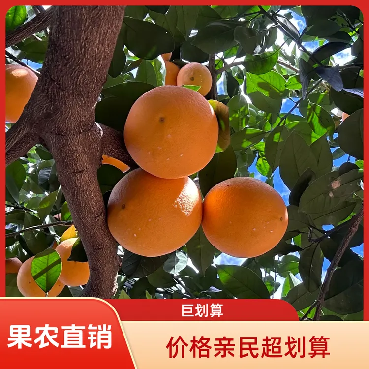 甄选5斤赣南脐橙产地直发现摘现发果农直销赣南脐橙