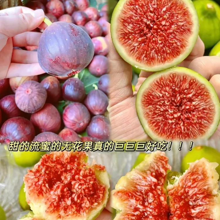 蜜桃巨型无花果原土原盆无花果树苗耐寒耐旱盆栽地栽南方北方种植