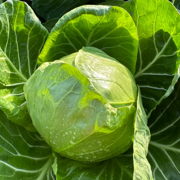 京东送货上门 小媛本地黄芯甜口洋白菜拍3斤发5斤