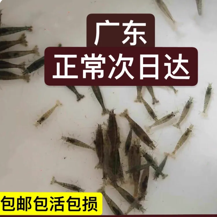 黑壳虾广东发货清洁除藻观赏虾工具淡水大号淡水虾水草虾鱼饵虾