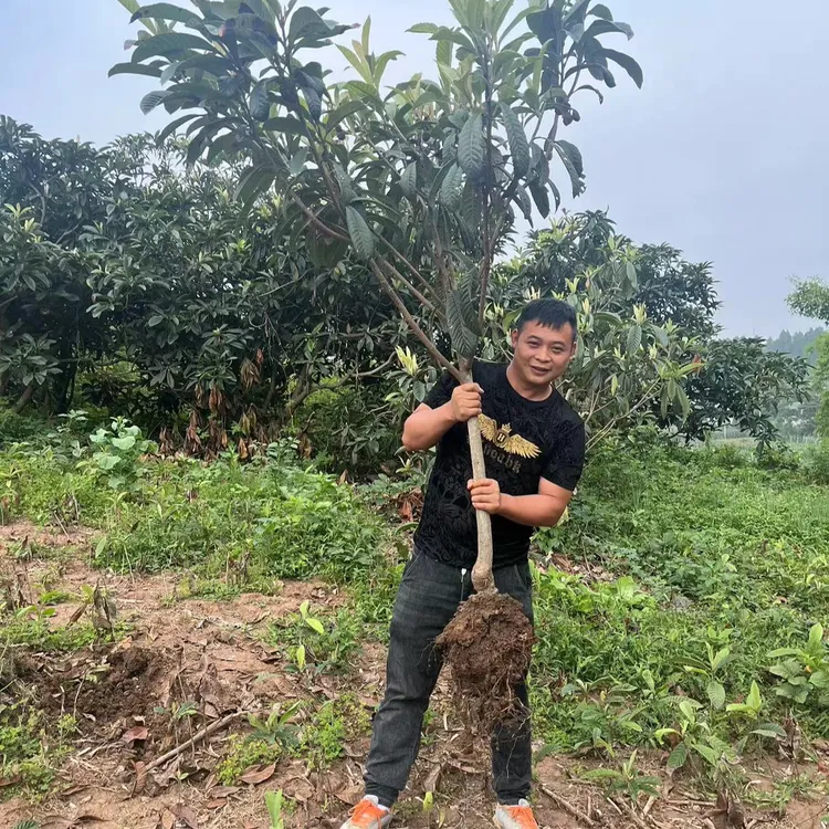正宗四川龙泉大五星枇杷嫁接树苗育苗基地直发土球发货枇杷树苗