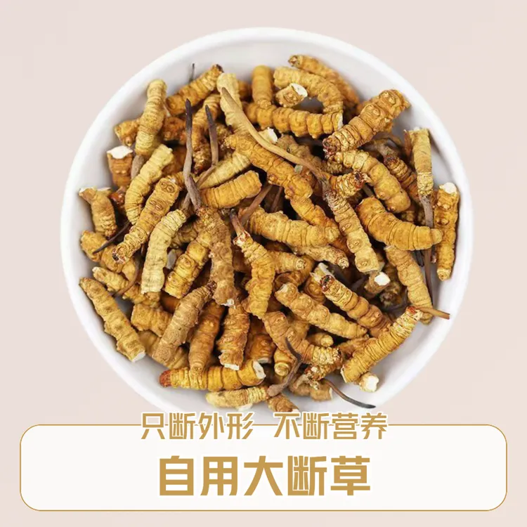 【大断草】干冬虫夏草自用实惠滋补佳品送长辈正宗高海拔打粉煲汤