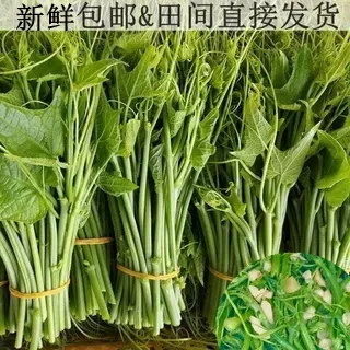 顺丰中通快递贵州农家自种新鲜佛手瓜尖龙须菜现摘现发时令蔬菜
