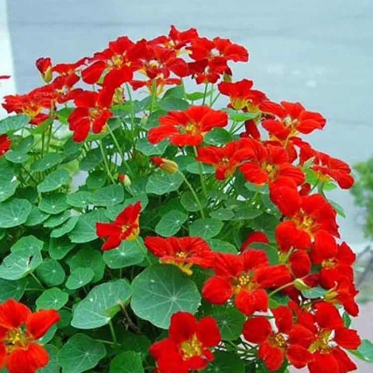 旱金莲种子花种籽子四季播种开花旱荷花籽爬藤盆栽花卉种子