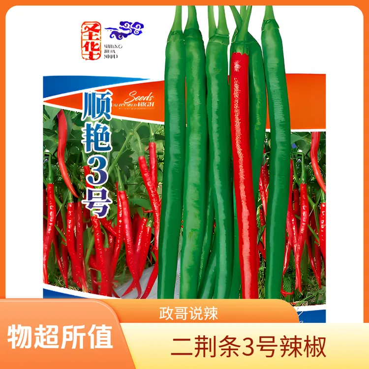 1000+粒 政哥说辣二荆条三号 抗病力强果型大抗倒伏