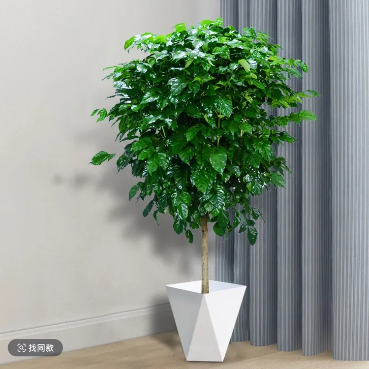 （送货上门）1.1-1.3米独杆棒棒糖幸福树客厅办公室净化空气植物