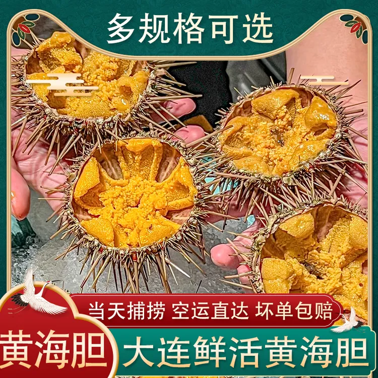 大号黄金海胆鲜活紫海胆新鲜日料刺身即食大连马粪海胆肉水饺500g