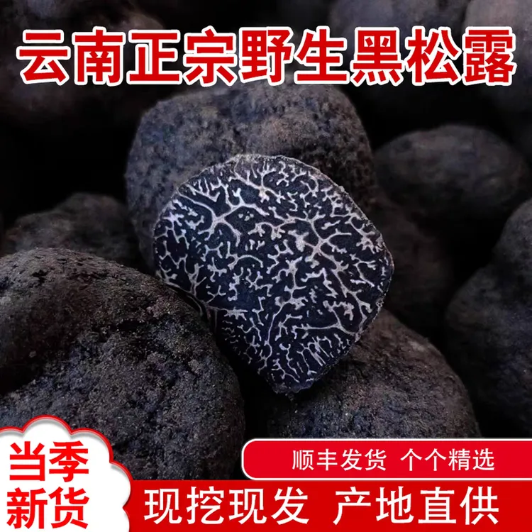 新鲜黑松露云南特产野生菌猪拱菌块菌煲汤泡酒刺身食材