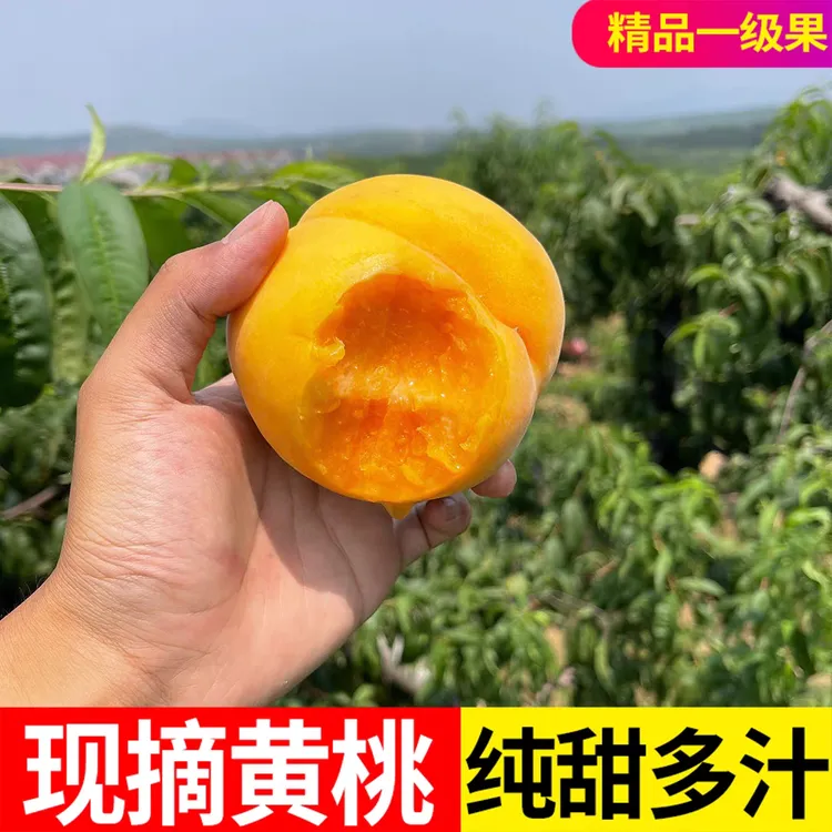 【新鲜黄桃】正宗湖南怀化湘西高山锦绣黄桃黄金蜜毛桃新鲜水果批发