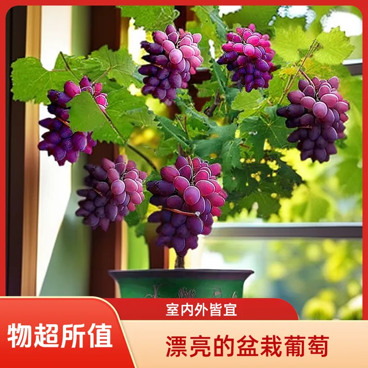 葡萄树苗盆栽地栽庭院蓝宝石巨峰葡萄苗南方北方各种阳台水果树苗