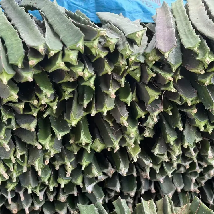 【黄龙火龙果种苗】南方北方庭院花盆均可栽种易养活