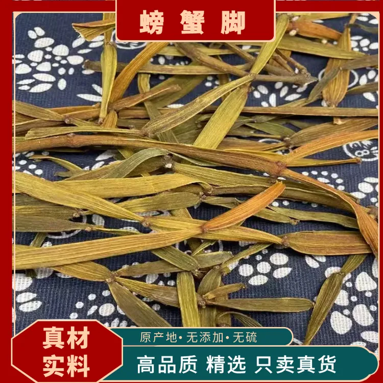 螃蟹脚正宗枫树寄生香枫树寄生泡茶水中药材枫寄生枫香槲寄生茯苓