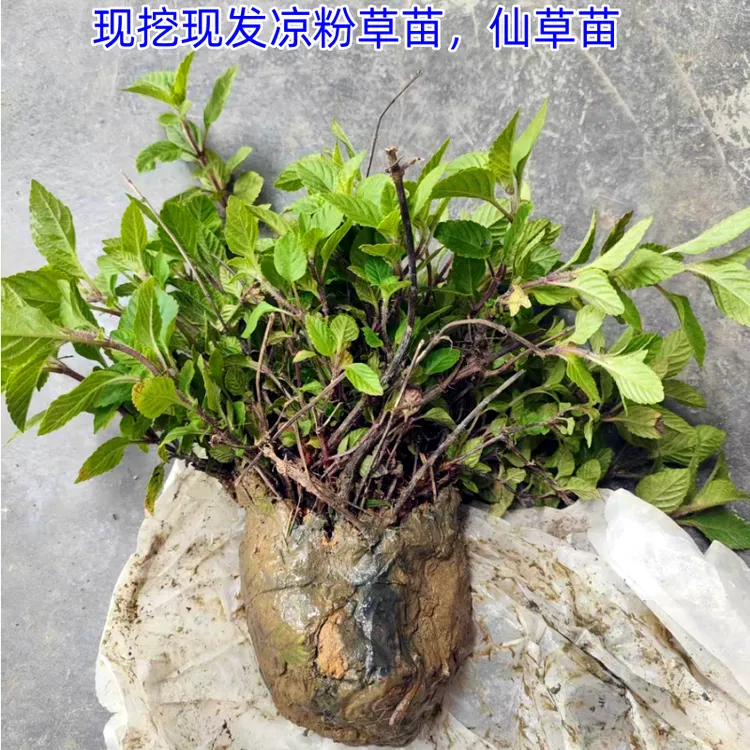 广东农家现挖凉粉草苗仙草苗绿凉粉秧苗带根带泥带头
