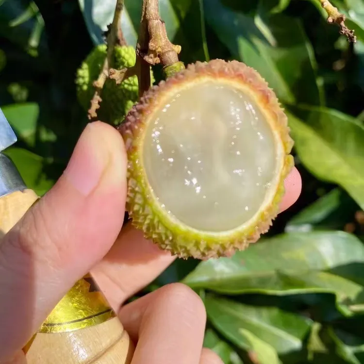 【顺丰包邮】正宗海南新鲜荔枝妃子笑荔枝直播间白糖罂荔枝荔枝王