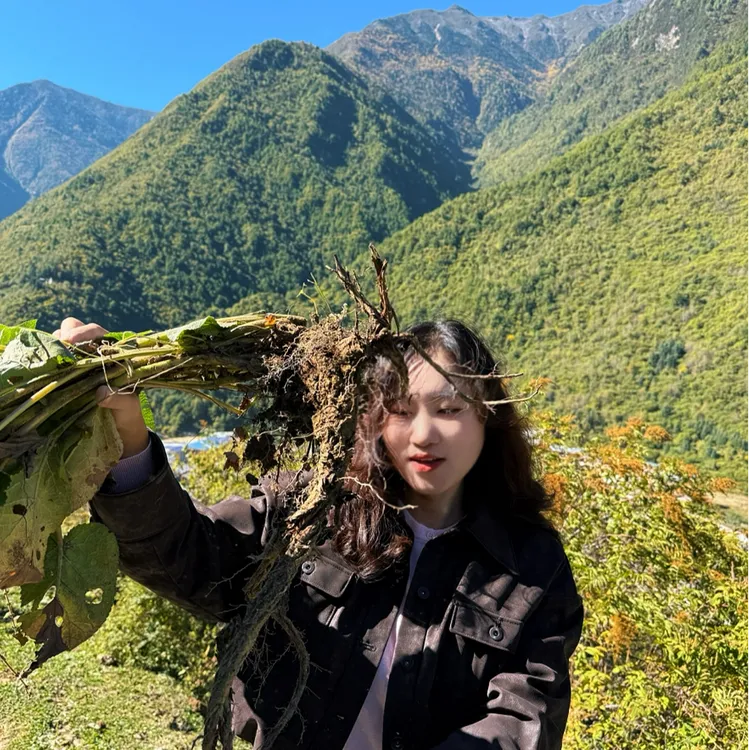 甘孜州高海拔野生丹参新鲜采挖500克