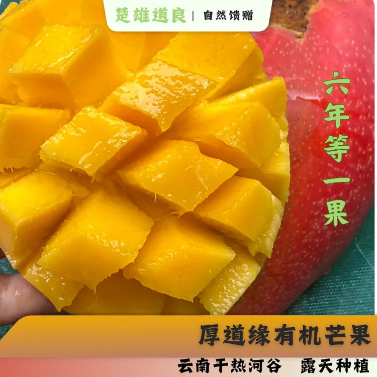 有机芒果｜云南露天种植