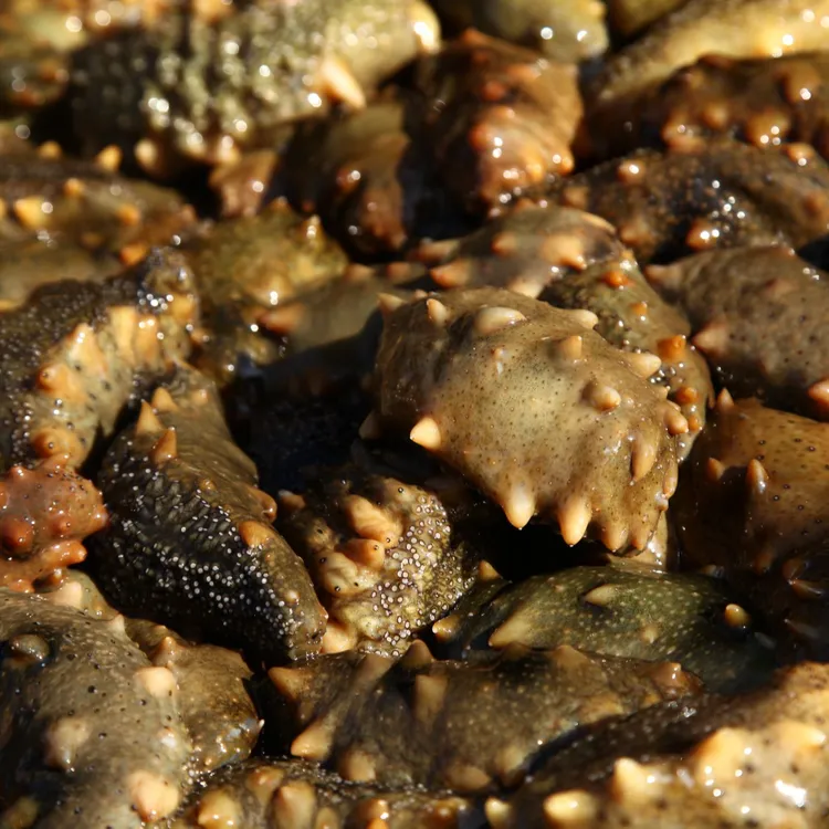 长海县深海5年捕捞100万产地保障盐渍半干海参 20-35头 9斤出一斤