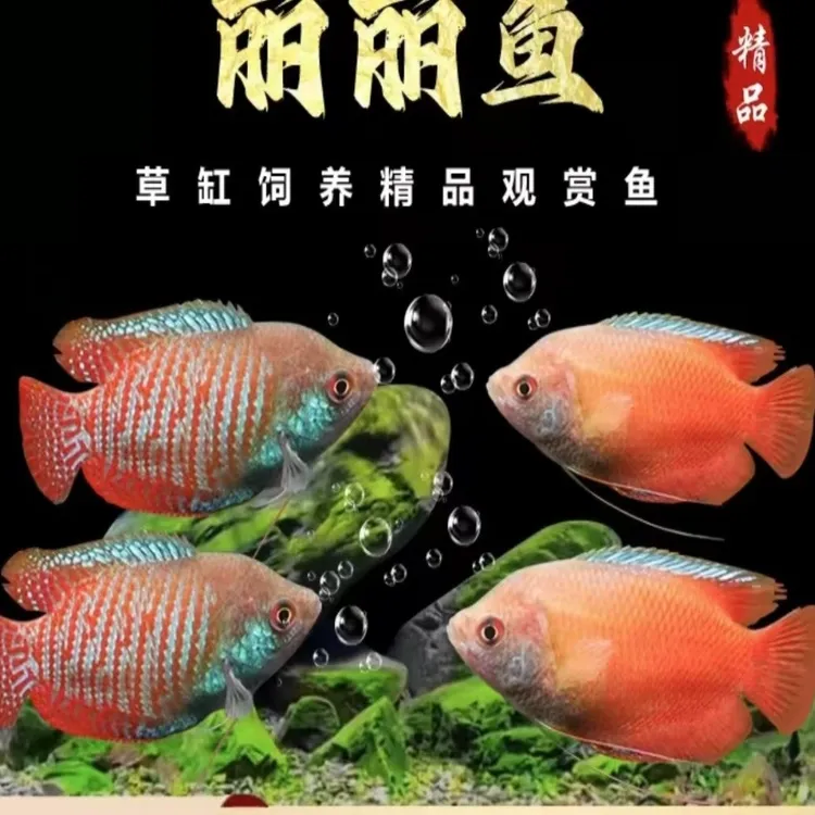 《五彩丽丽》和《血丽丽》《斗鱼》好养耐活不打氧气观赏鱼热带淡水鱼
