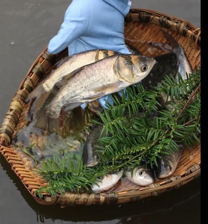 淡水花鲢鱼苗可养殖食用也可观赏的活体大头鱼胖头鱼