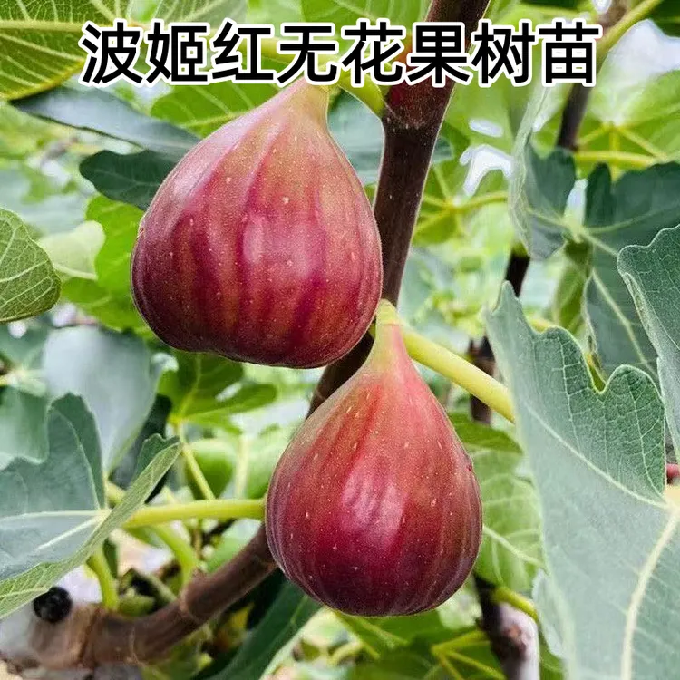 无花果树苗波姬红无花果树苗盆栽地栽南方北方庭院种植无花果树苗