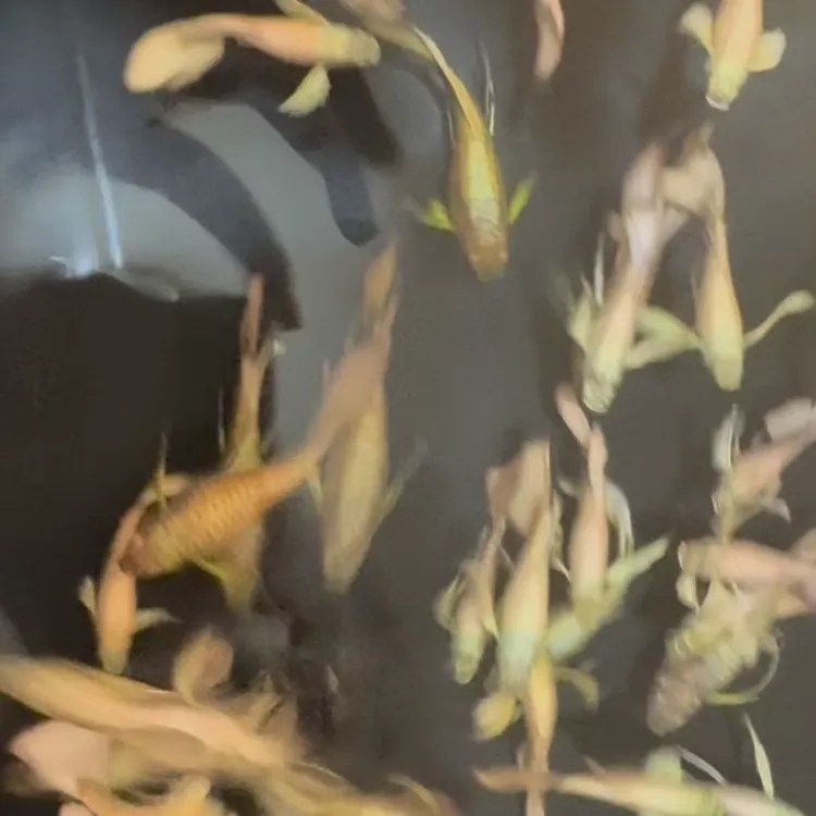 金丝带黄金满麟大c种鱼赛级带孕带胎热带淡水群游小型观赏孔雀鱼