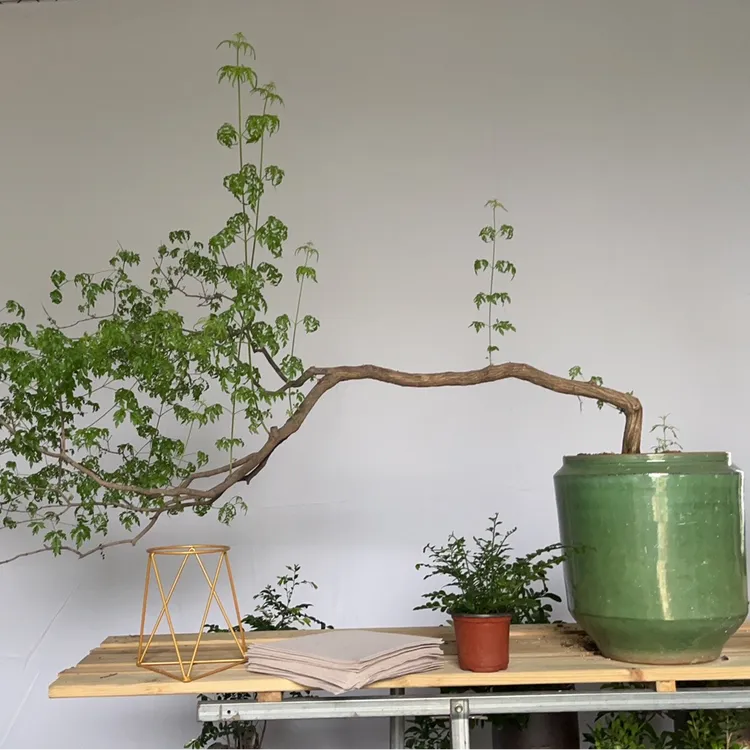 植物一物一拍链接