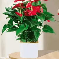 红掌绿植盆栽办公室水培懒人盆栽四季开花常青高端绿植  