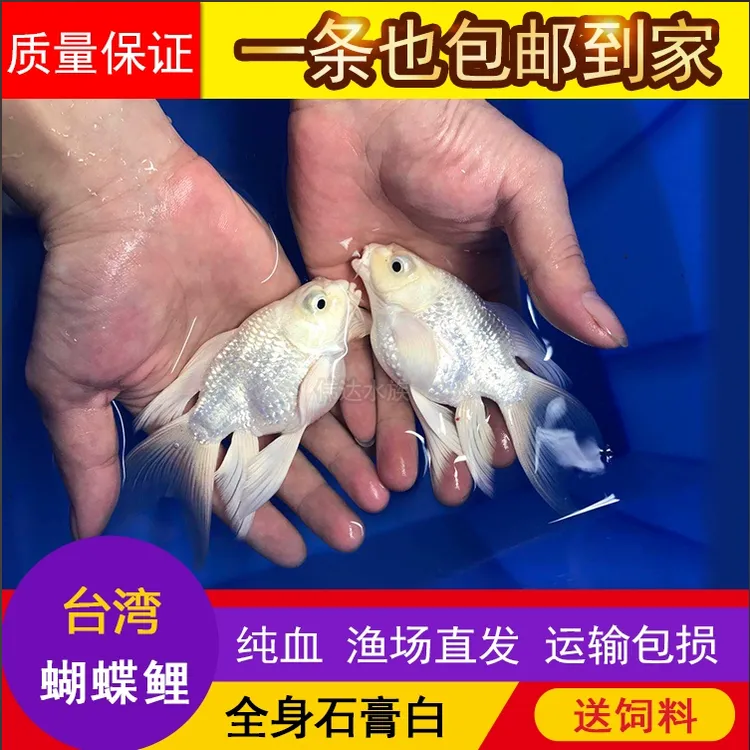 台湾球体蝴蝶鲤观赏鱼冷水鱼赛级淡水狮头长尾锦鲤鱼活体石膏白球