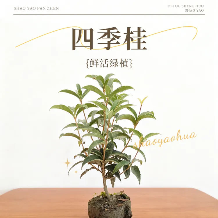 四季浓香桂花苗盆栽花卉型花开多季阳台庭院室内花园植物浓香味商品图