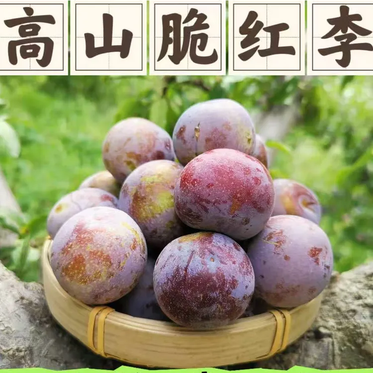 顺丰包邮四川高山脆红李脱骨李翠甜多汁爽口肉厚爽脆新鲜现摘现发