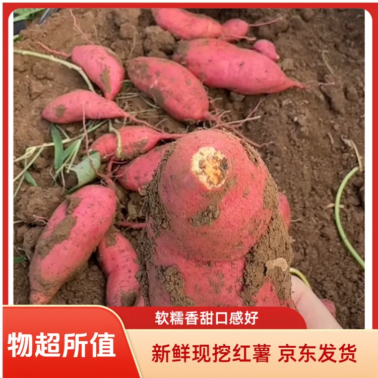 新鲜现挖红薯软糯香甜口感