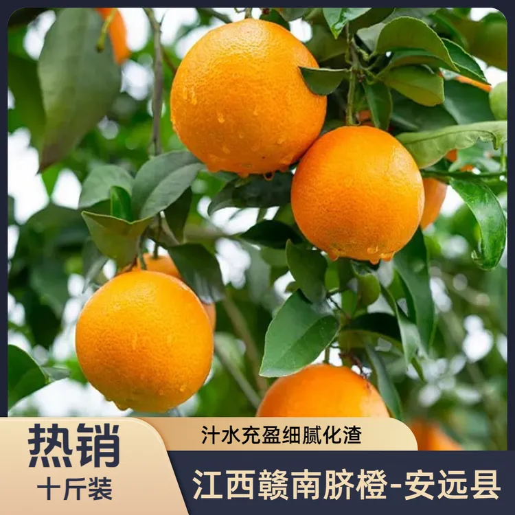 正宗江西赣南脐橙自家果园现摘现发当季新鲜水果水分高补充维C