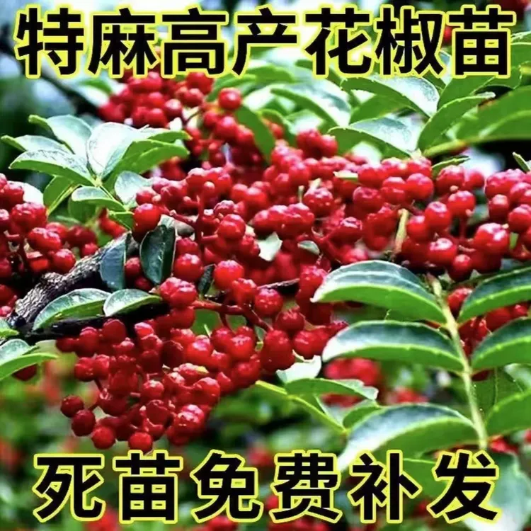 【正宗大红袍花椒树苗】现挖现发四季种植盆栽地栽耐寒耐热花椒树苗