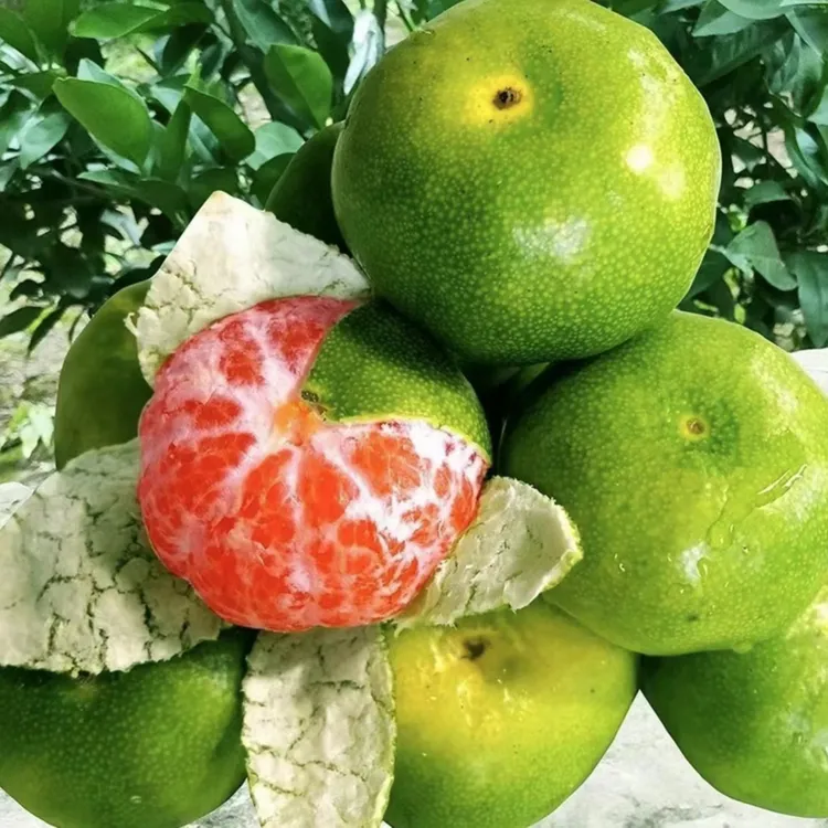 青皮蜜桔苗木日南一号橘子苗果树苗阳台庭院可地栽盆载当年结果商品图