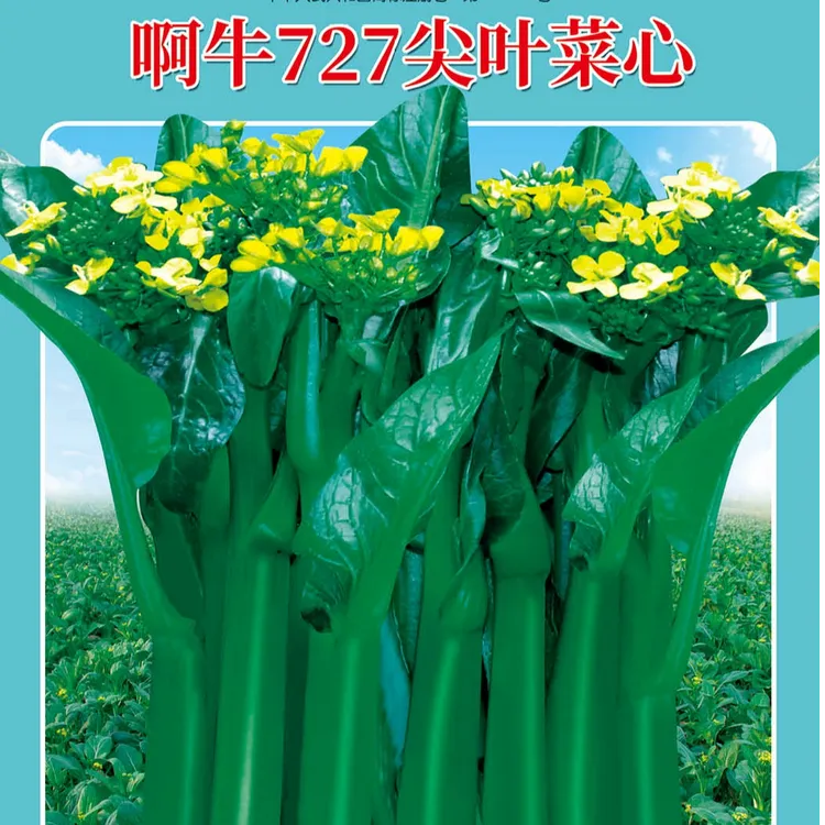 【国庆送福利】啊牛727尖叶菜心（净含量400克）