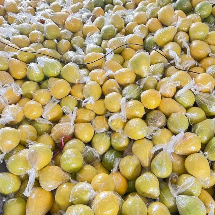 （外省）正宗梅州沙田柚新鲜多汁香甜可口当季水果高山老树果