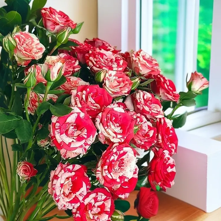 梦幻水晶云多头玫瑰鲜花云南直发包邮