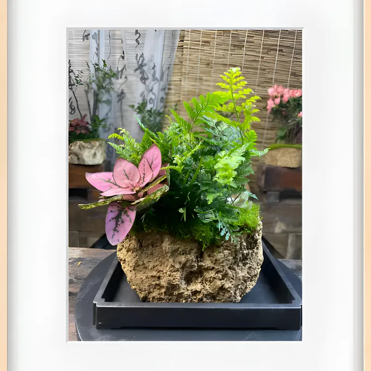 【观山景】吸水石狼尾蕨三拼组合微盆景【含储水托盘】【石材形状随机】