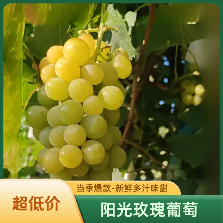 【国庆特惠】阳光玫瑰葡萄新鲜采摘整串无籽多汁香甜当季水果