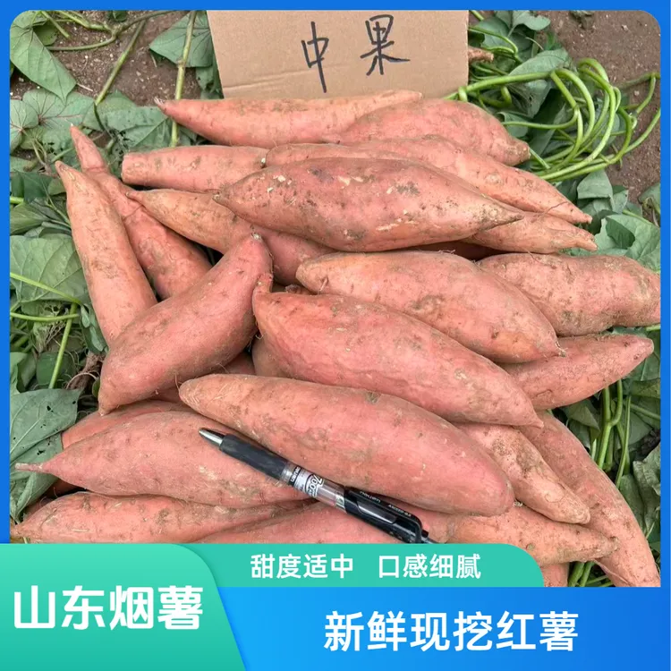 山东烟薯25号红薯烤地瓜稀软瓤沙地黄心大小蜜薯软糯香甜现挖番薯