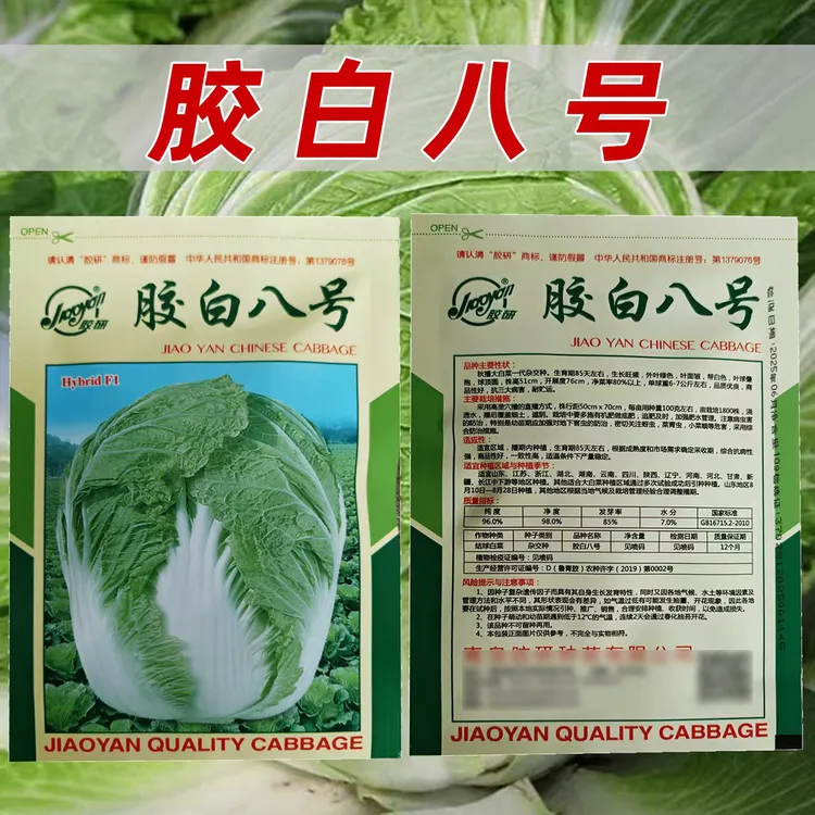胶研胶白八号白菜种子耐贮运抗三大病害生长旺盛一致性高白菜种子