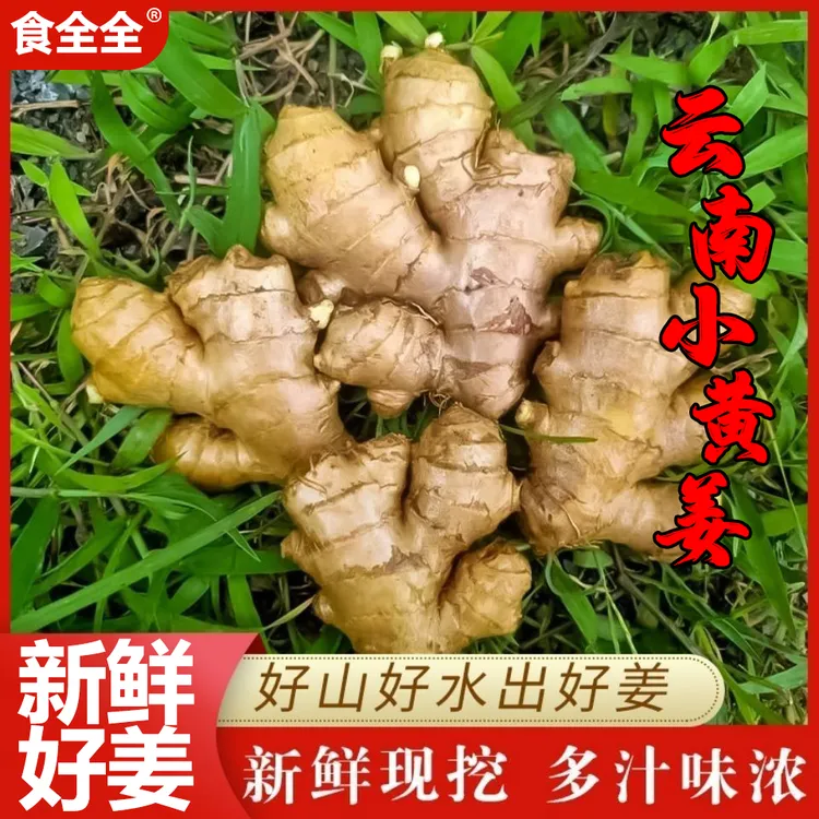 食全全云南正宗小黄姜精选老姜新鲜生姜农家自种月子姜高山种植姜
