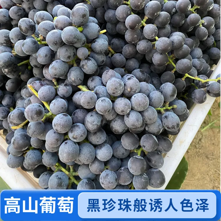 怀化凤凰高山葡萄现摘新鲜【顺丰包邮】黑葡萄 黑珍珠葡萄 果园直发